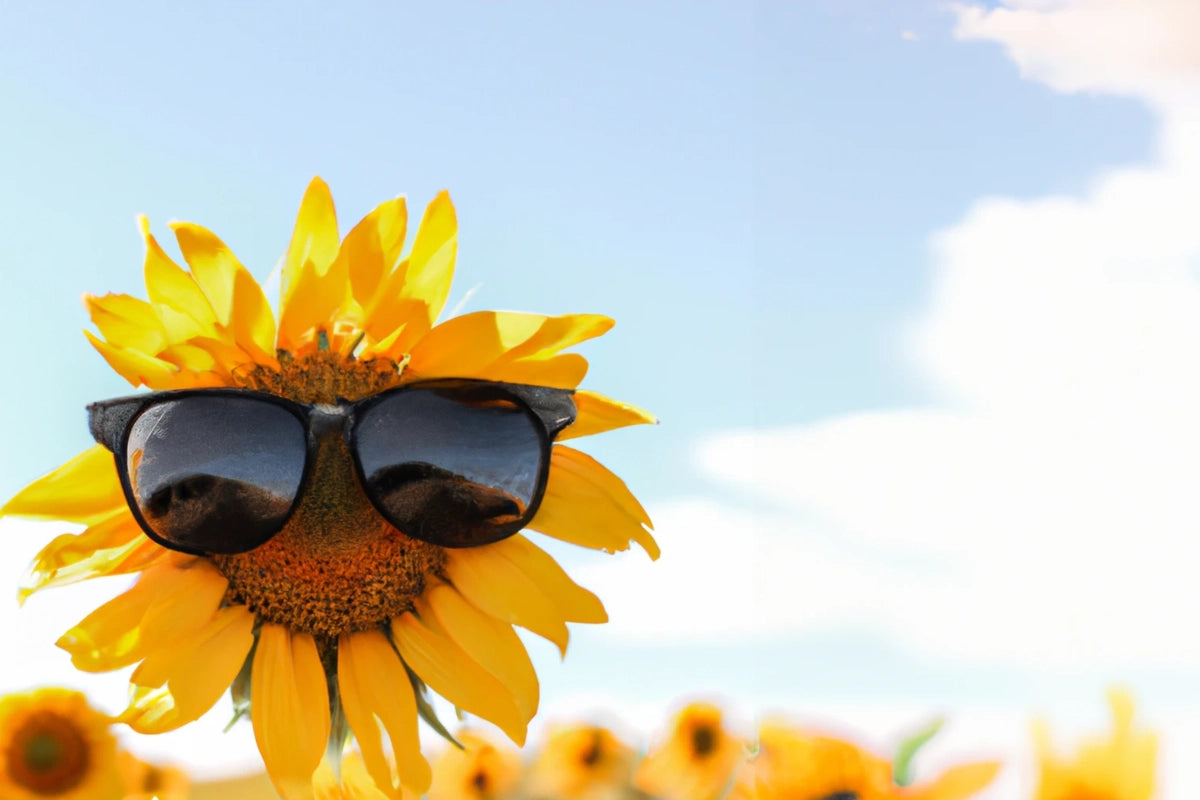 sunflower with glasses 